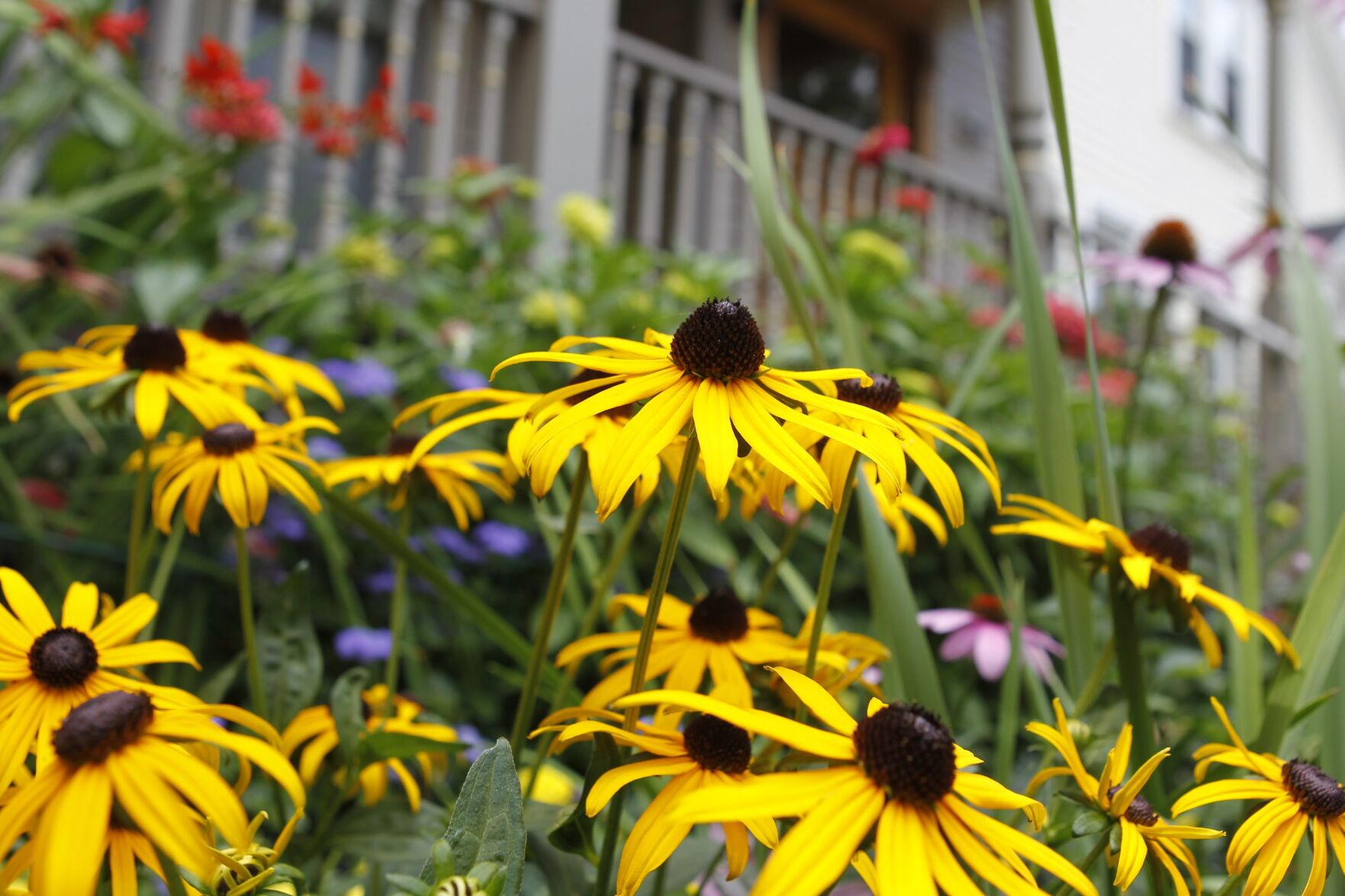 Garden Walk Buffalo